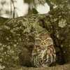 Sycek obecny - Athene noctua - Little Owl 4471